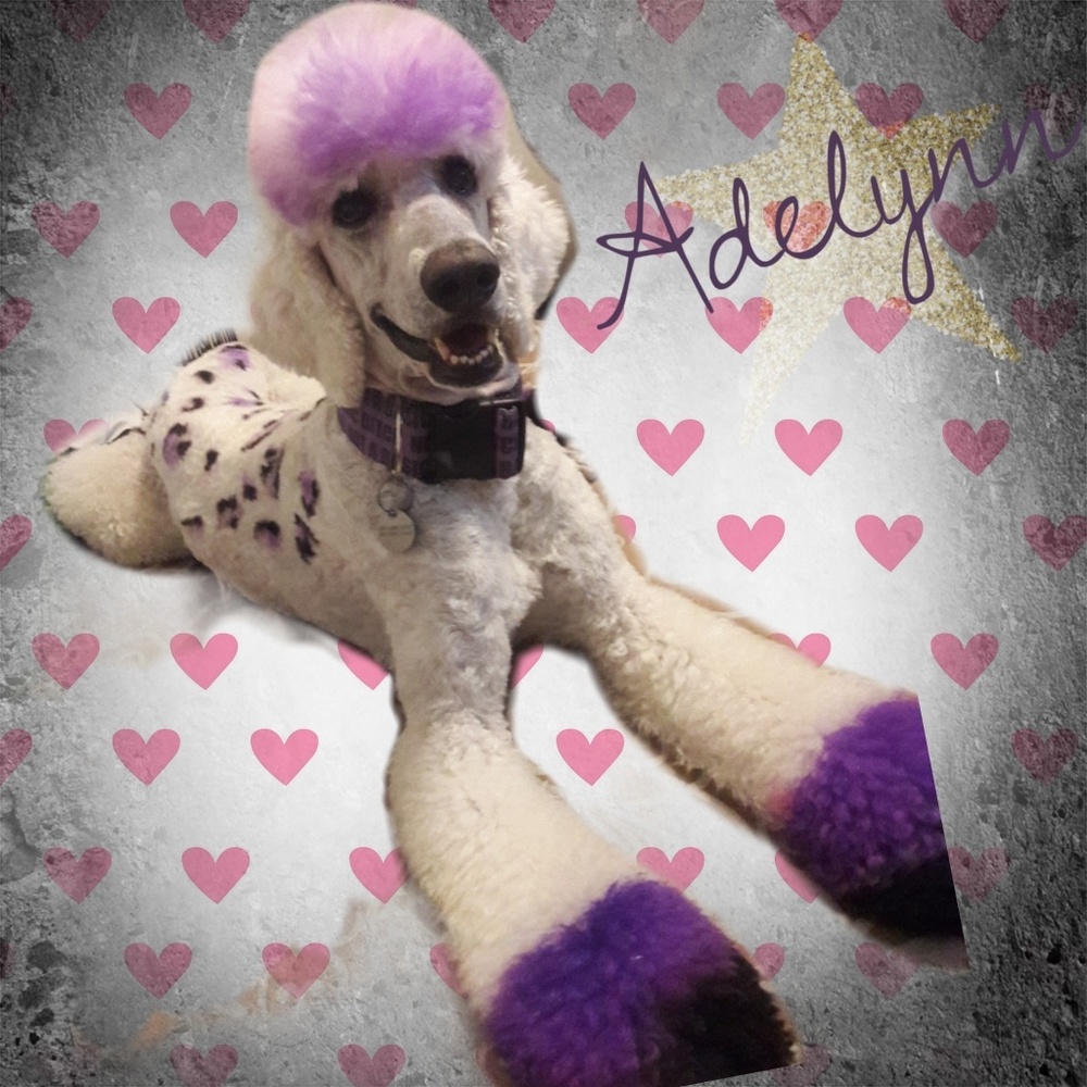 Meet your Posher, Angela